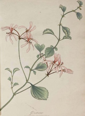 1914
<br/>
Geraniums: or a monograph of the genus Geranium : containing coloured figures of all the known species and numerous beautiful varieties, drawn, engraved, described and coloured, from the living plants.
<br/>
<em></em>